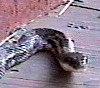 Click for the hognose snake